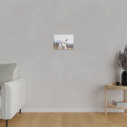 Small square photo of a white goat standing outdoors, mounted on a light gray wall above a wooden floor.