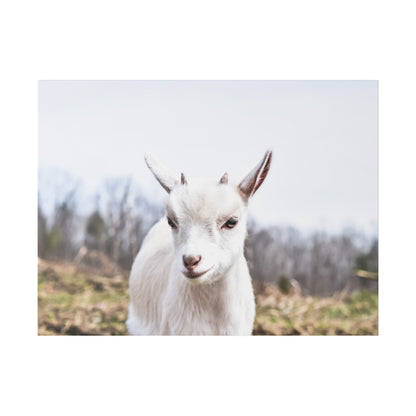 White goat facing the camera in a rural field, with pale fur and small horns.