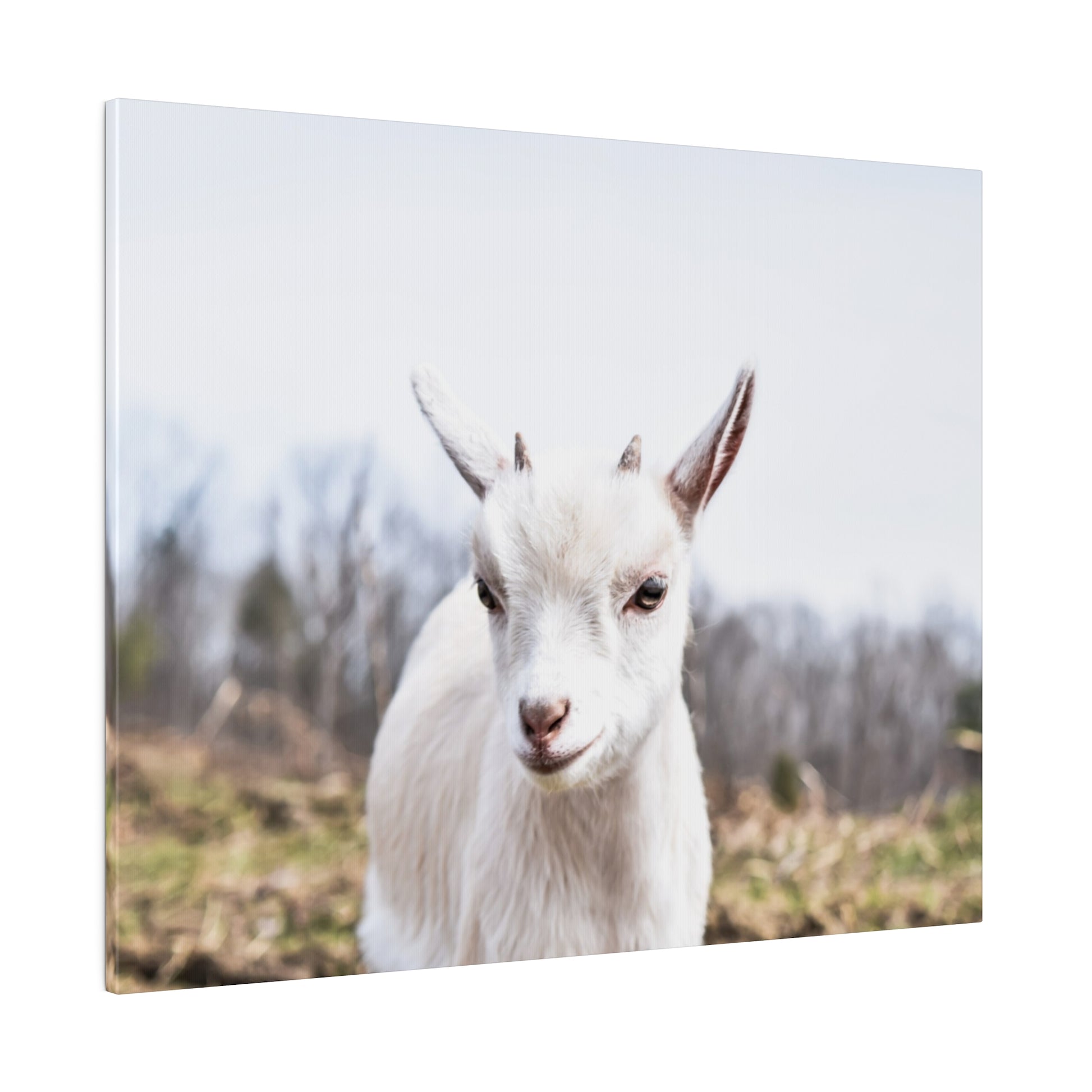 Close-up of a white goat with small horns, facing the camera in a rural field.