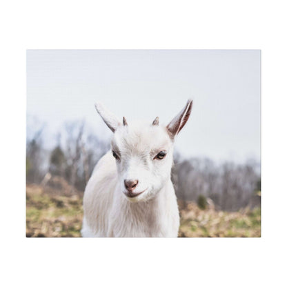 White goat portrait canvas art showing a head-on view of a white goat outdoors with a blurred background.