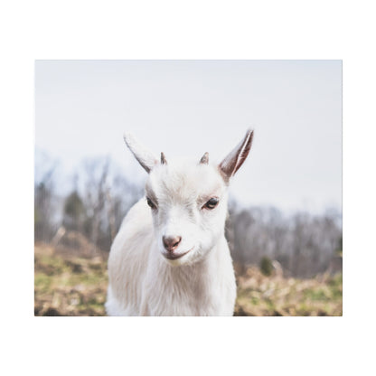 White goat facing the camera in an outdoor field with bare trees in the blurred background.