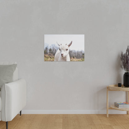 Small wall-mounted print of a white goat outdoors, centered on a light gray living room wall.