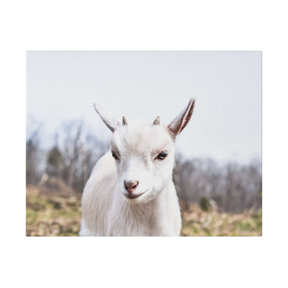 White goat portrait on canvas, facing the camera, with a blurred outdoor field and bare trees in the background.