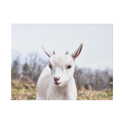 White goat portrait canvas with a close-up headshot, upright ears, outdoors in a field.