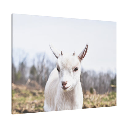 Close-up of a white goat with small horns, standing in a grassy field with a pale blue sky in the background.