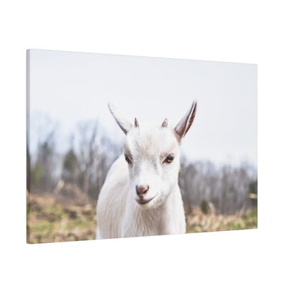 White goat facing the camera outdoors in a rural field with blurred trees in the background.
