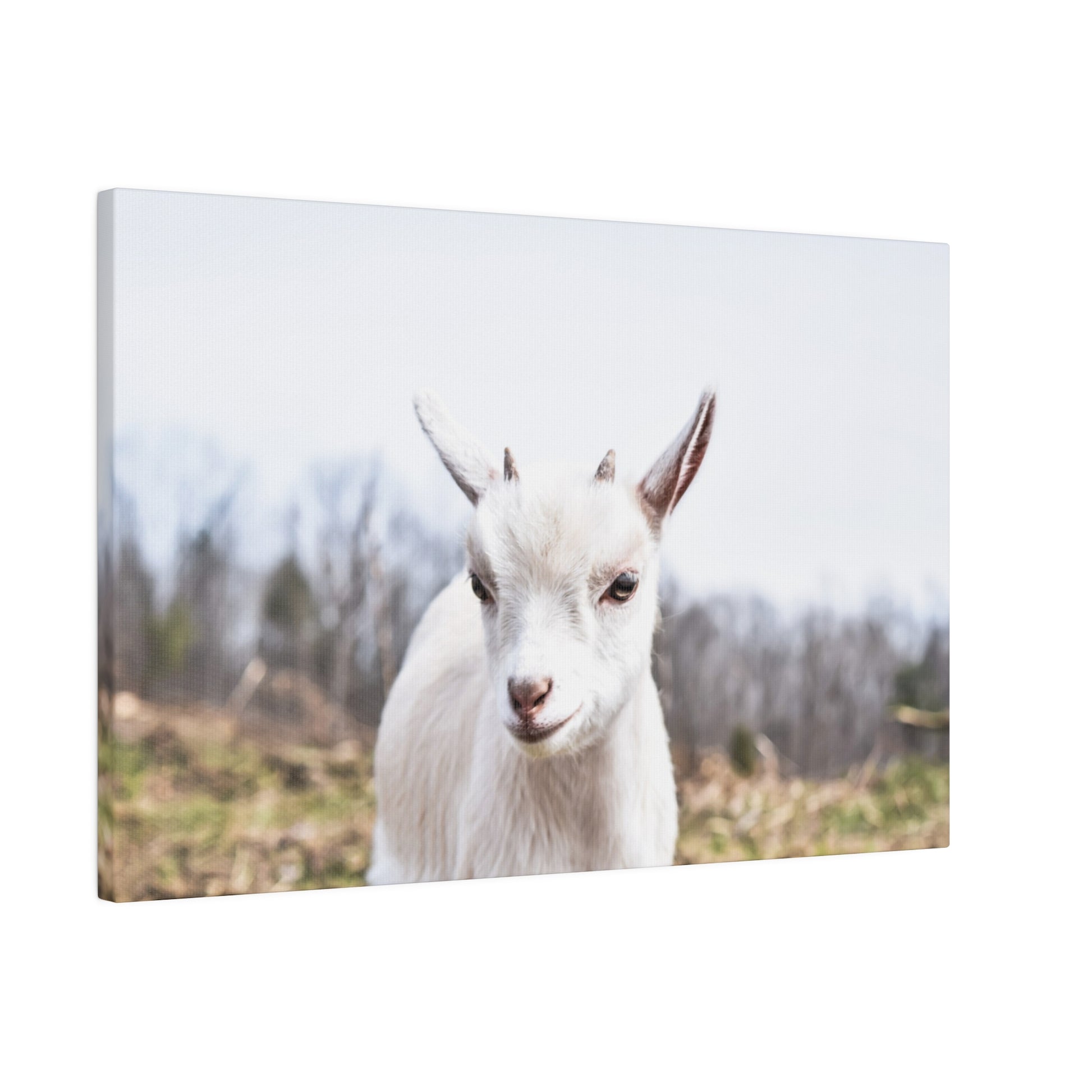 White goat facing the camera in a rural field, with short horns and a light brown nose.