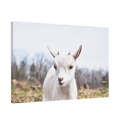 White goat facing the camera in a rural field, with short horns and a light brown nose.