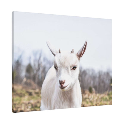 Close-up of a white goat facing the camera, with brown horns, outdoors in a field.