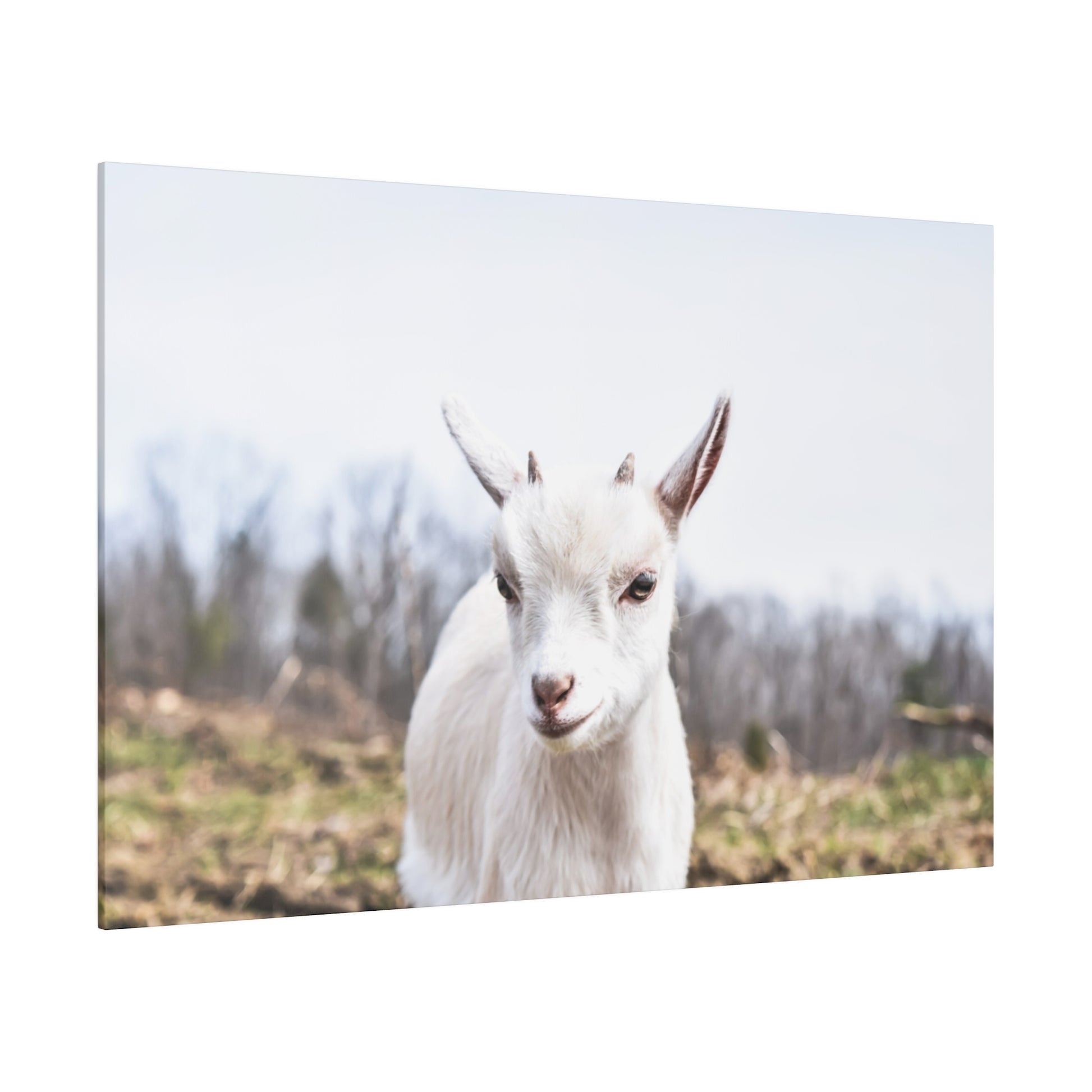 White goat facing the camera in a snowy, leafless field with blurred trees in the background.