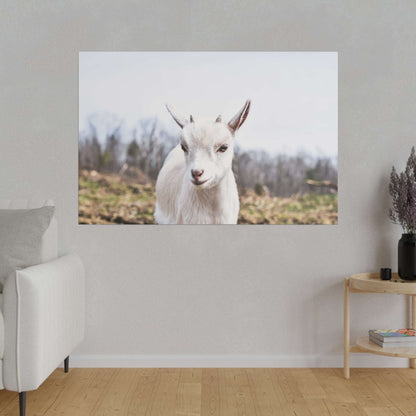 White goat portrait on canvas, outdoors with blurred background, facing the camera.