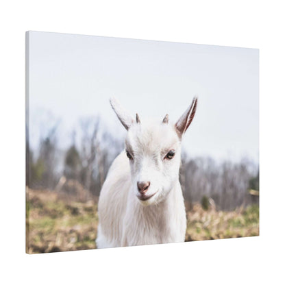 White kid goat facing the camera in an outdoor field; close-up portrait on canvas.