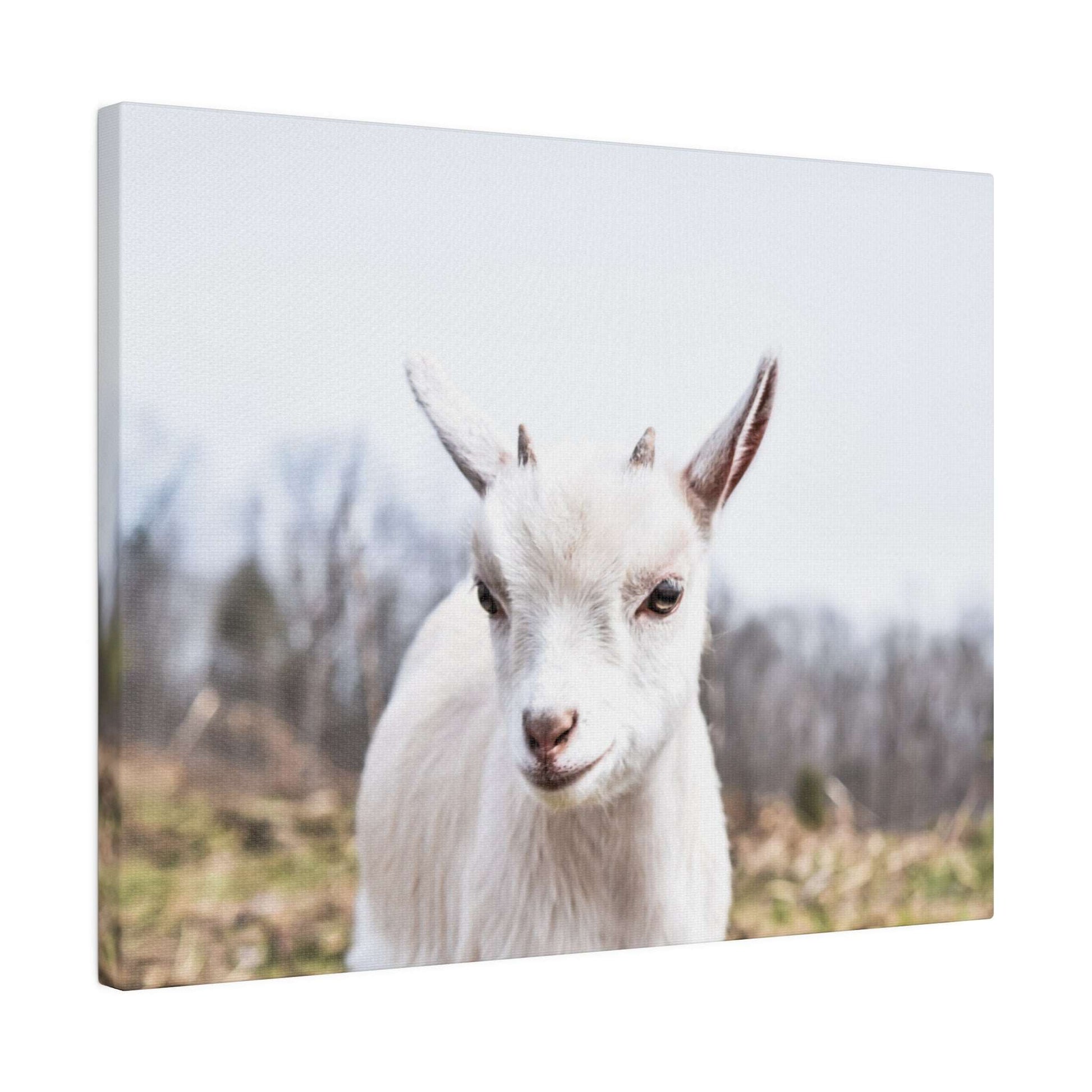 Close-up of a white goat facing the camera in a pastoral field with blurred trees in the background.