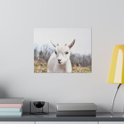 Square wall art showing a white goat facing the camera outdoors with a blurred rural background.