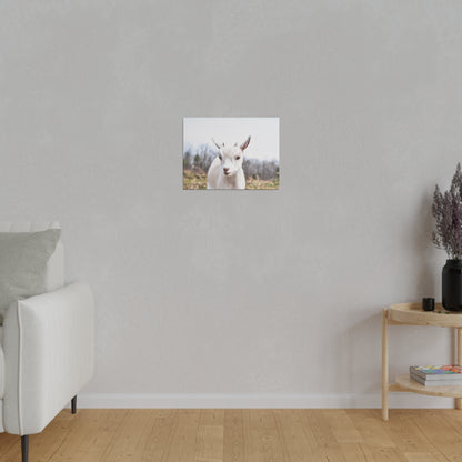 Small rectangular photo of a white goat hanging on a light gray wall above a wooden floor.