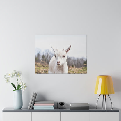 Framed photo of a white goat facing forward, hung on a white wall above a gray console with a yellow lamp and vase.
