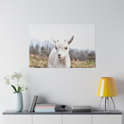 Poster of a white goat standing outdoors in a field, facing the camera, mounted on a light gray wall.
