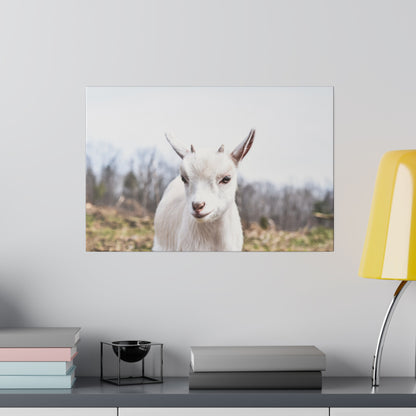Wall-mounted canvas print showing a white goat with a brown nose against a rural landscape backdrop.