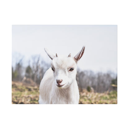 White goat facing the camera in a grassy field with bare trees in the background.