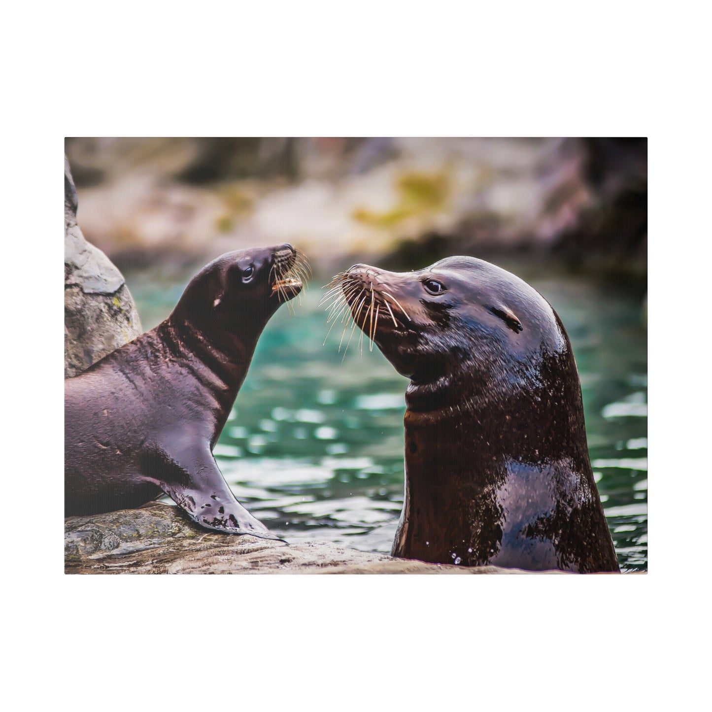 Curious sea lion friends by the water, showcasing their whiskers and smooth fur. The playful interaction highlights their inquisitive and social behavior.