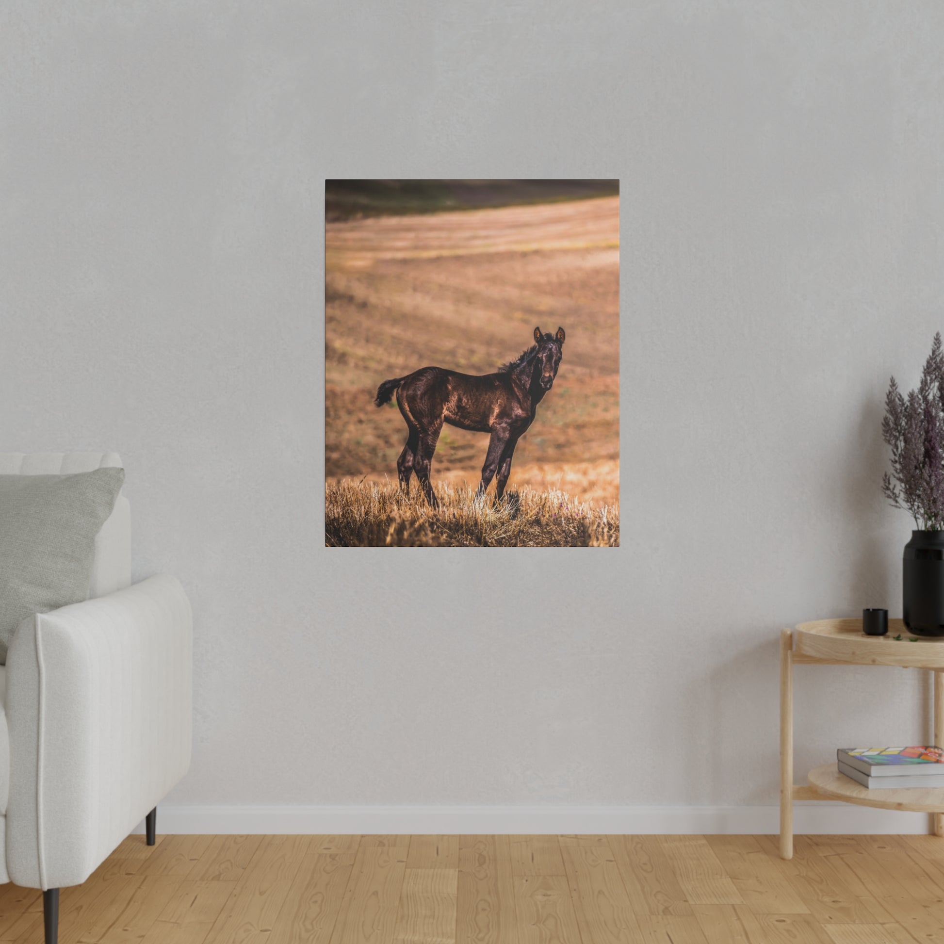 A young black foal standing alone in a vast open field, with the sun casting a warm glow over the landscape.