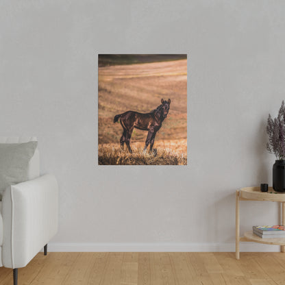 Wall art poster of a dark brown foal standing in a dry grassy field at golden hour.