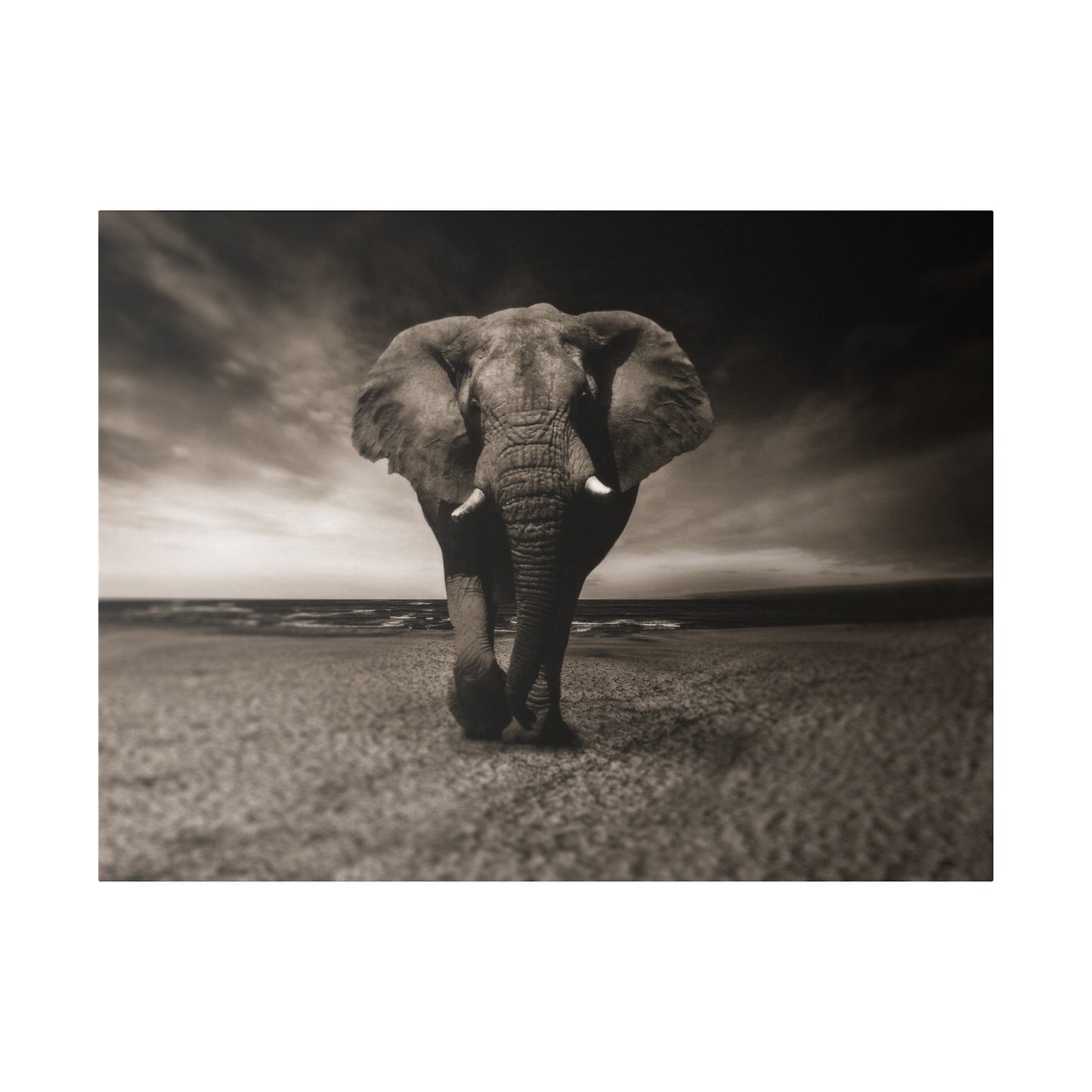 A beautiful capture of an elephant walking on the beach, the soft sand and gentle waves highlighting the animal’s grace and strength.