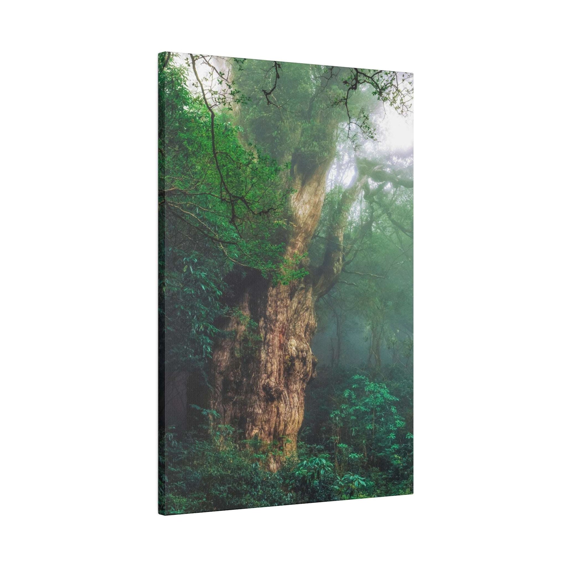 Canvas print of an ancient tree trunk in a dense, green forest with mist.