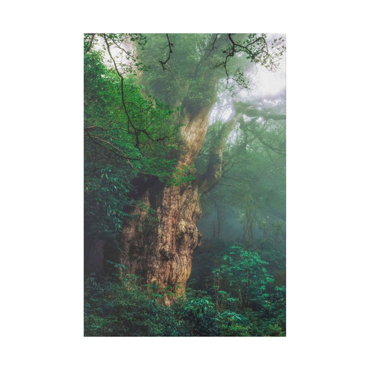 Ancient, knotted tree with a thick brown trunk in a misty green forest, surrounded by dense undergrowth.