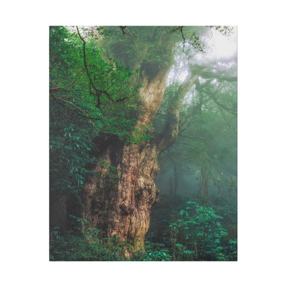Large ancient tree with a gnarled trunk in a misty green forest, dense foliage around.