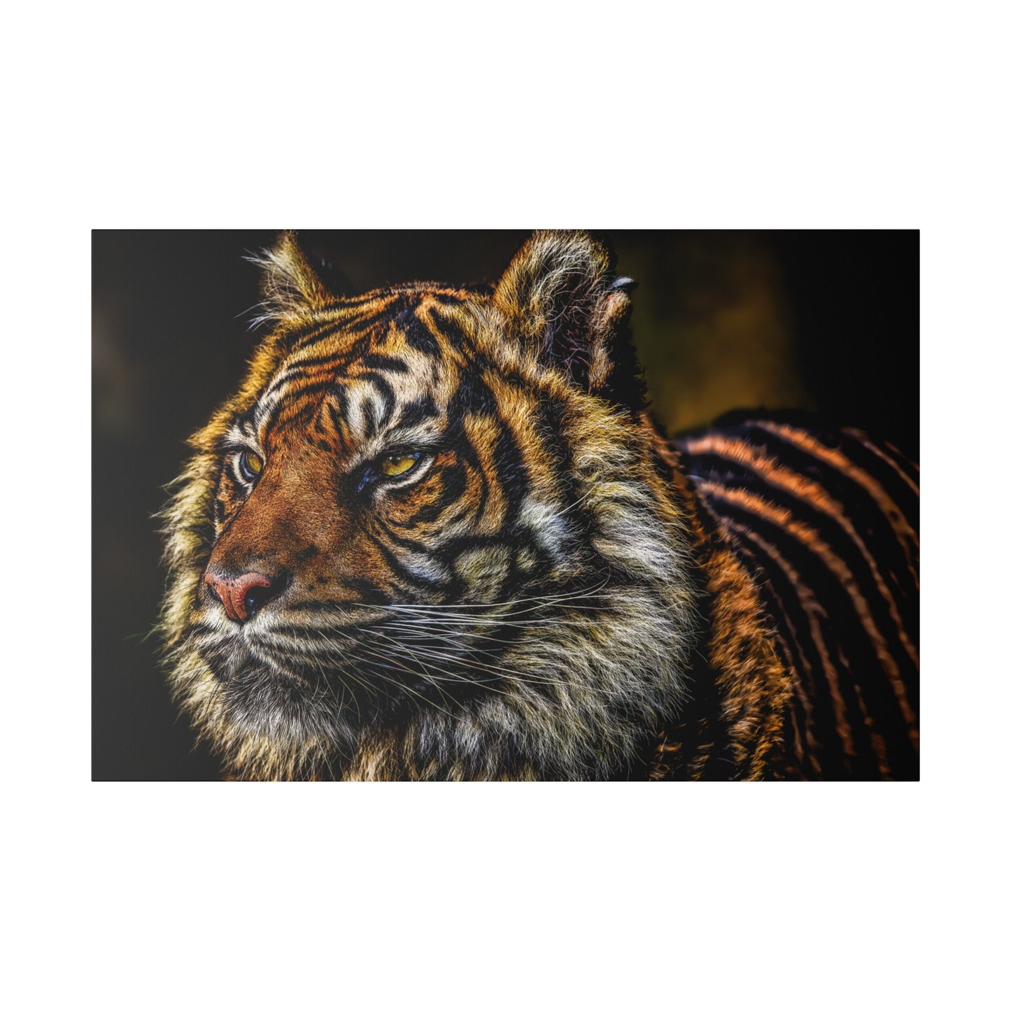 A fierce look from a tiger captured in a close-up portrait, emphasizing the intensity in its eyes and the detailed patterns of its fur.