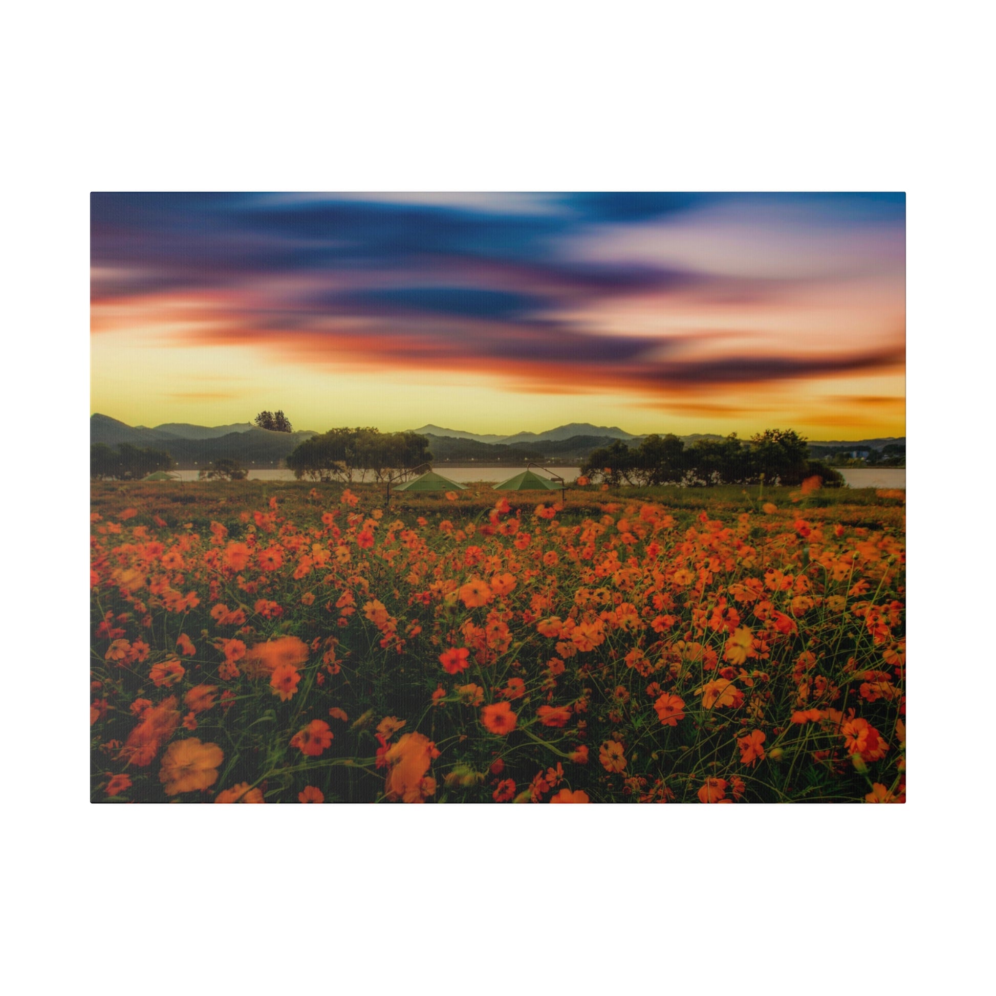 Field of orange flowers with a sunset sky and distant hills, tents visible near the horizon.
