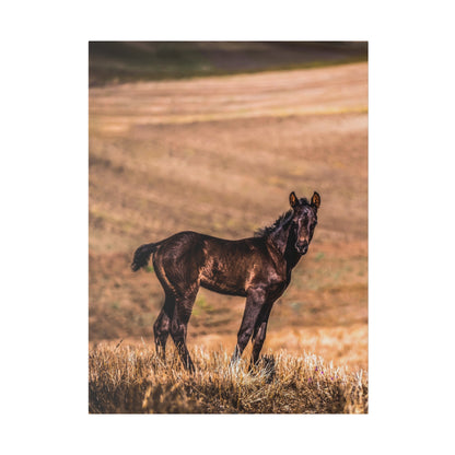 A dark brown foal stands in dry grass on a hill with a blurred hillside background.
