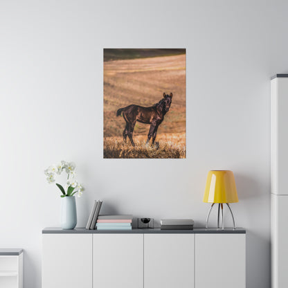 Poster of a dark brown foal standing on a golden grassy hillside, with a blurred field in the background.