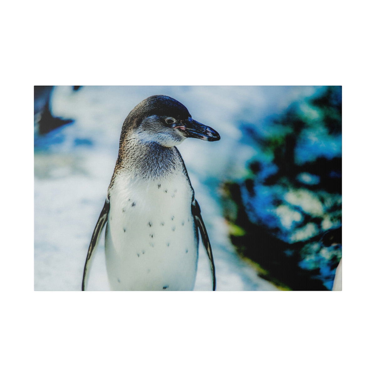 A penguin stands upright on snowy ground, white belly with small black speckles, gray neck, and a blue rocky background.
