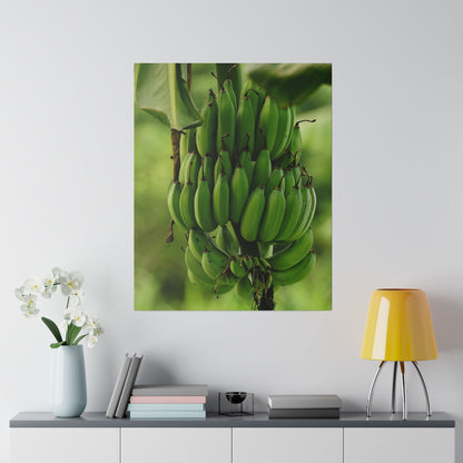 Poster depicting a large cluster of green bananas on a plant with a blurred green background.