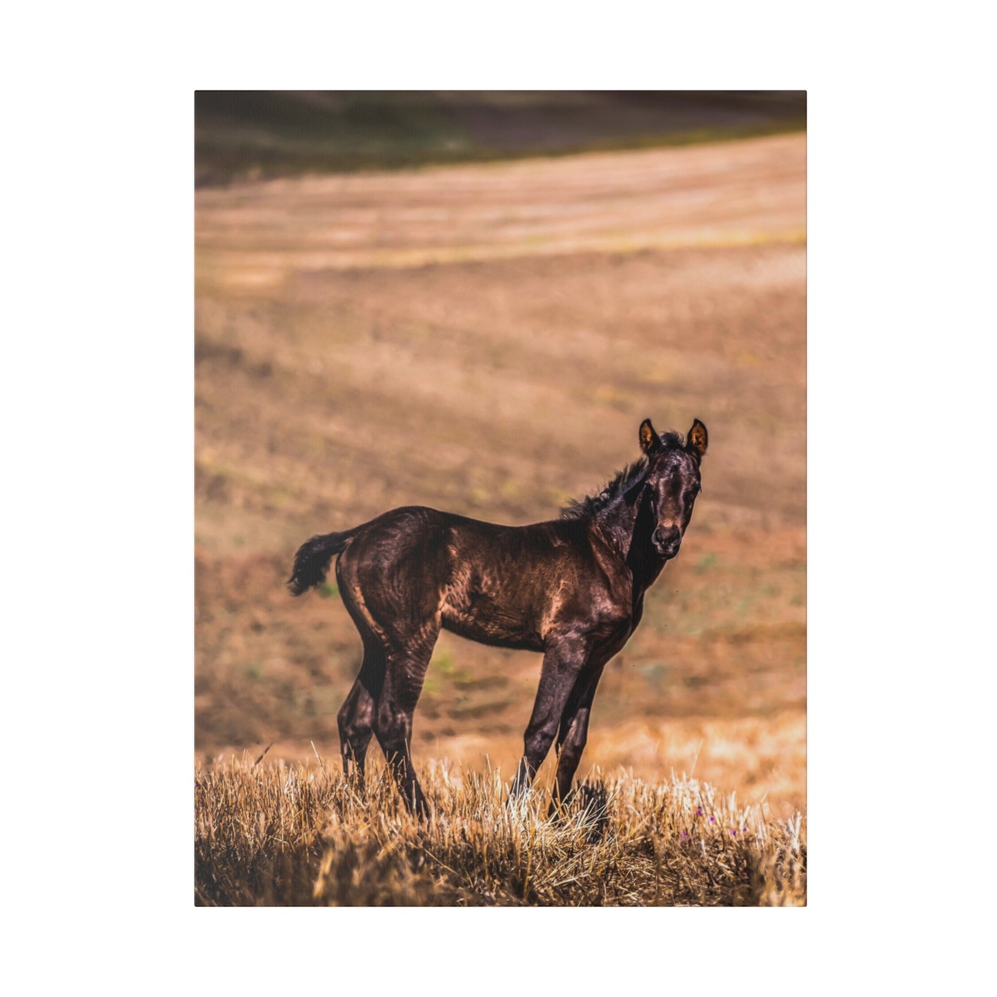 A foal in a pasture, surrounded by tall grass and wildflowers, with a serene landscape stretching out behind.