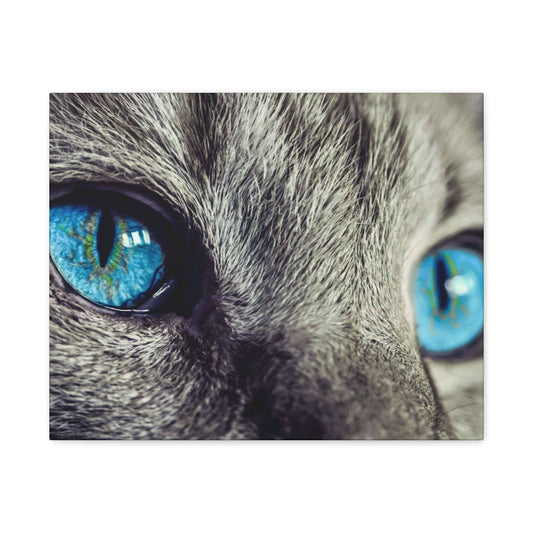 Close-up of a cat's blue irises and gray fur around the eyes.