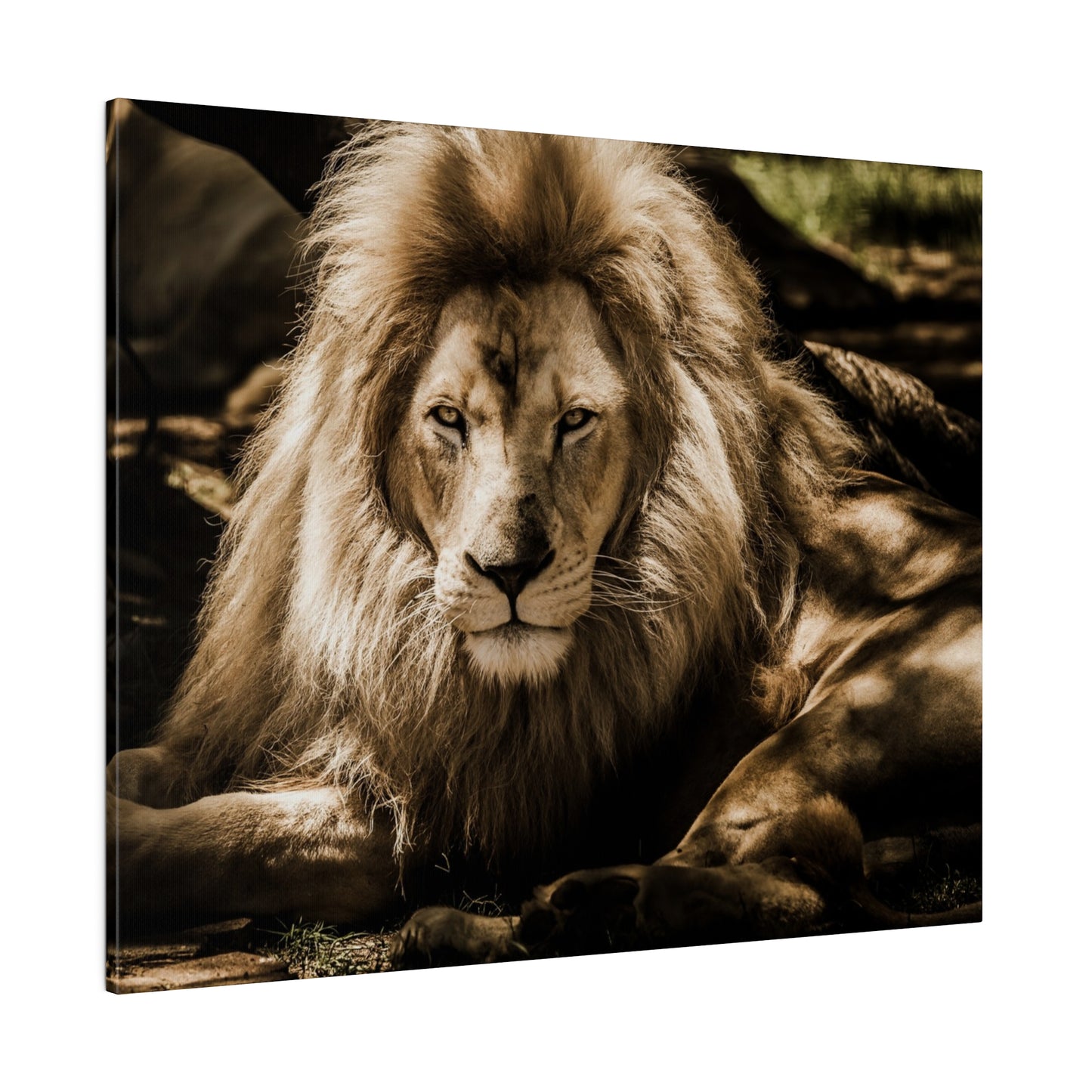 The king of the jungle, a lion, lounging comfortably with a serene expression, embodying strength and grace.