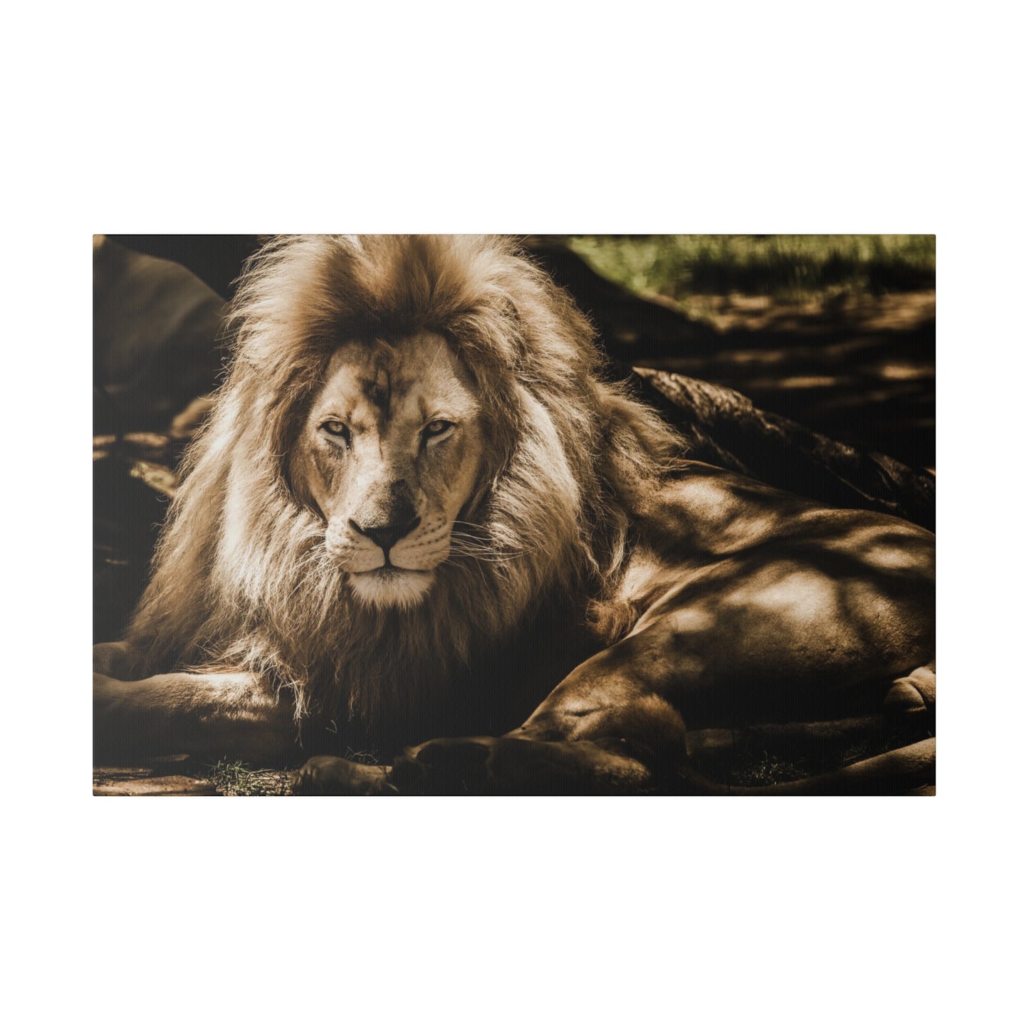 A lion resting in the African savannah, its powerful form and striking mane highlighted in the dappled light.