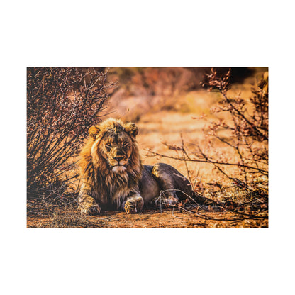 Lion with a full mane lies on dusty ground among dry bushes in a sunlit savannah.