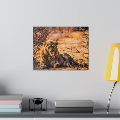 A lion resting on the savannah, with a full mane among dry brush, mounted on a wall.