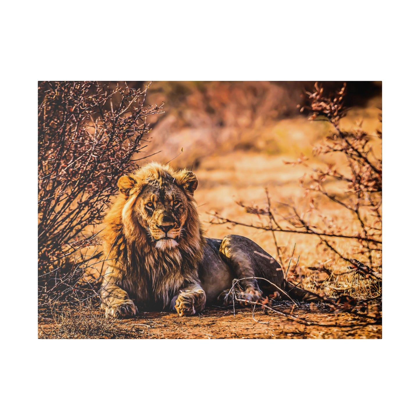 A lion resting beneath the sun in the savannah, with dry bushes around. The warm sunlight highlights the lion's majestic mane and serene presence.