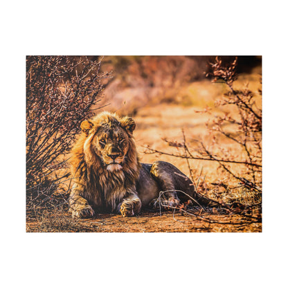 Adult male lion with a mane lying on dusty ground among dry bushes in a savanna setting.