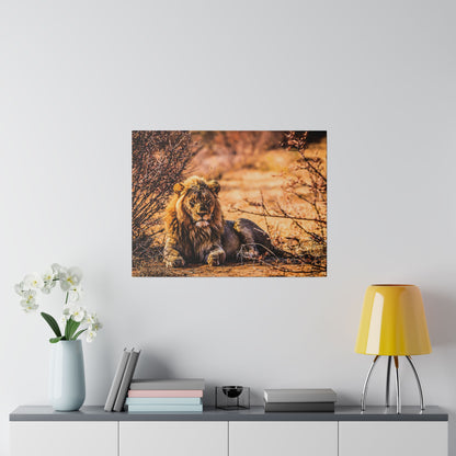 Photo of a lion lying on dry grass with brown bushes in warm sunlight.