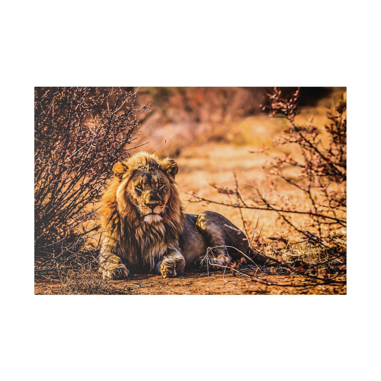 A lion resting in an arid landscape, surrounded by dry bushes and bathed in warm sunlight. The lion's majestic mane and calm demeanor reflect its natural habitat.