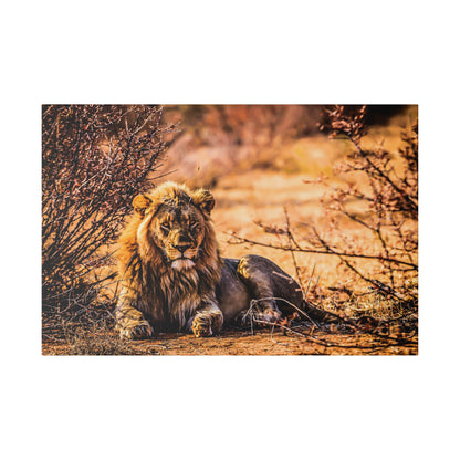 Adult male lion with a tawny mane lies on dry earth among brown shrubs in a savanna scene.