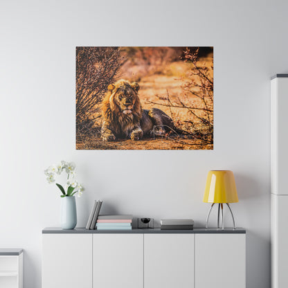 Framed photograph of a lion lying on the ground among dry bushes in warm, orange desert light.