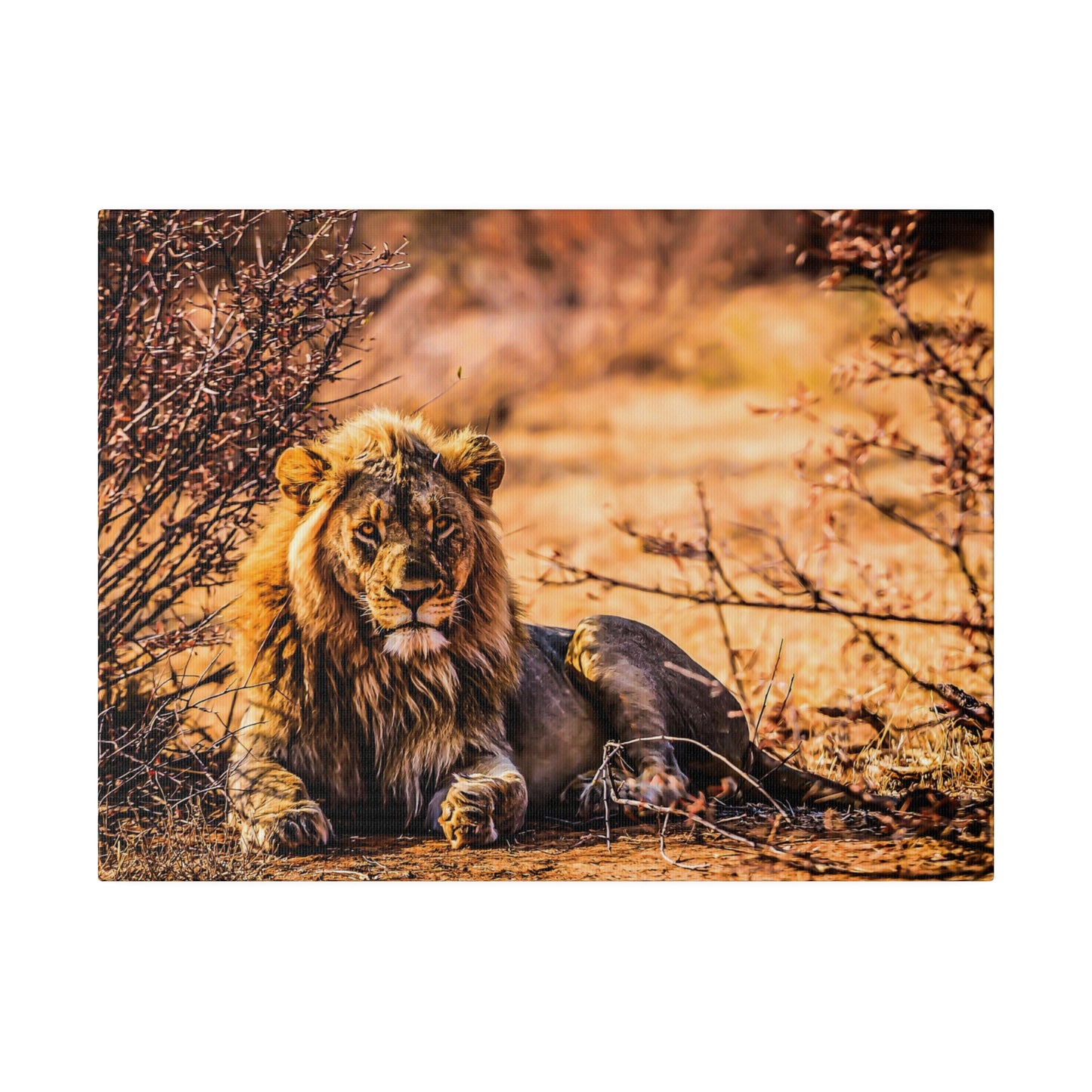 A lion resting in the dry savannah, surrounded by bushes and bathed in sunlight. The lion's majestic mane and calm demeanor highlight its natural strength.