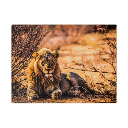 A male lion with a thick golden-brown mane lies on dry, sandy ground among brown bushes.